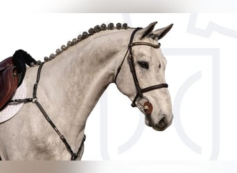 Holsteiner, Hongre, 6 Ans, Gris