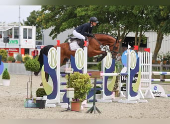Holsteiner, Hongre, 7 Ans, 160 cm, Bai
