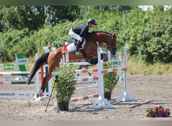 Holsteiner, Hongre, 7 Ans, 160 cm, Bai