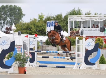 Holsteiner, Hongre, 7 Ans, 160 cm, Bai