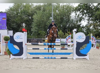Holsteiner, Hongre, 7 Ans, 160 cm, Bai