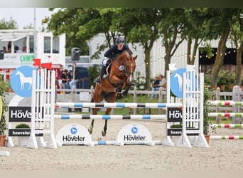 Holsteiner, Hongre, 7 Ans, 160 cm, Bai