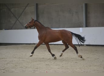 Holsteiner, Hongre, 7 Ans, 162 cm, Bai