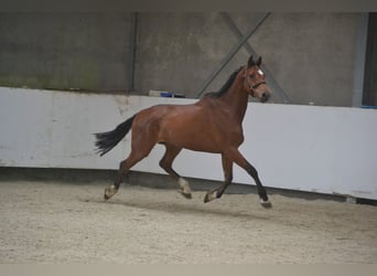 Holsteiner, Hongre, 7 Ans, 162 cm, Bai