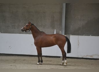 Holsteiner, Hongre, 7 Ans, 162 cm, Bai