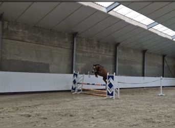 Holsteiner, Hongre, 7 Ans, 162 cm, Bai