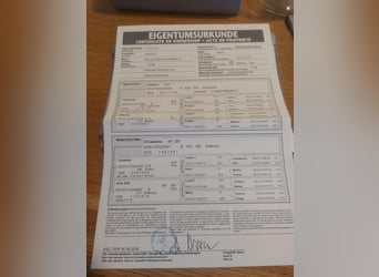 Holsteiner, Hongre, 7 Ans, 162 cm, Bai
