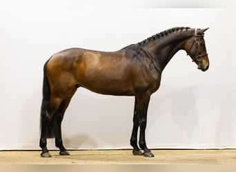 Holsteiner, Hongre, 7 Ans, 164 cm, Bai