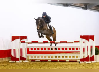 Holsteiner, Hongre, 7 Ans, 164 cm, Bai