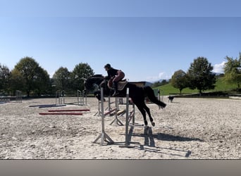 Holsteiner Croisé, Hongre, 7 Ans, 167 cm, Bai brun