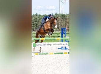 Holsteiner, Hongre, 7 Ans, 167 cm, Bai