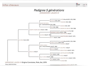 Holsteiner Croisé, Hongre, 7 Ans, 167 cm
