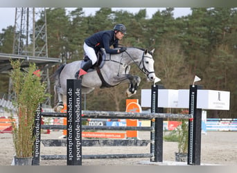 Holsteiner, Hongre, 7 Ans, 167 cm, Gris