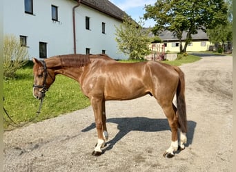 Holsteiner, Hongre, 7 Ans, 168 cm, Alezan