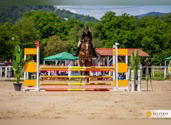 Holsteiner, Hongre, 7 Ans, 168 cm, Alezan brûlé