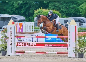 Holsteiner, Hongre, 7 Ans, 168 cm, Bai