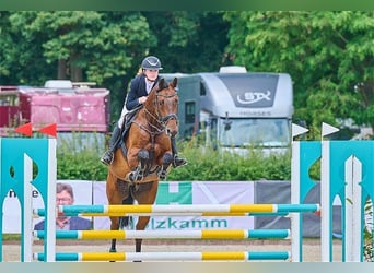 Holsteiner, Hongre, 7 Ans, 168 cm, Bai