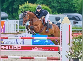 Holsteiner, Hongre, 7 Ans, 168 cm, Bai