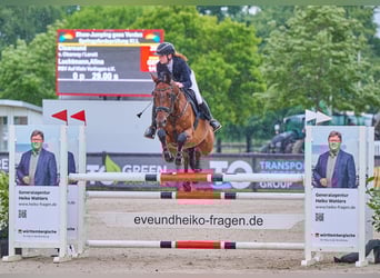 Holsteiner, Hongre, 7 Ans, 168 cm, Bai