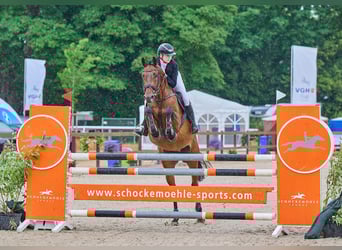 Holsteiner, Hongre, 7 Ans, 168 cm, Bai