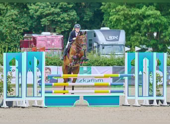 Holsteiner, Hongre, 7 Ans, 168 cm, Bai