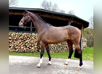 Holsteiner, Hongre, 7 Ans, 168 cm, Bai