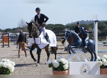 Holsteiner, Hongre, 7 Ans, 169 cm, Bai brun foncé