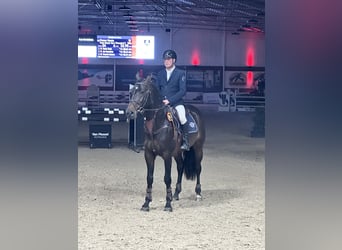 Holsteiner, Hongre, 7 Ans, 169 cm, Bai brun foncé