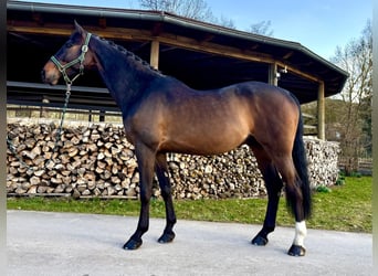 Holsteiner, Hongre, 7 Ans, 170 cm, Bai brun