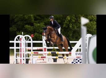 Holsteiner, Hongre, 7 Ans, 170 cm, Bai cerise