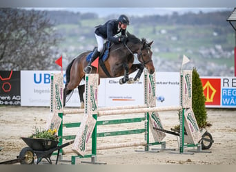 Holsteiner, Hongre, 7 Ans, 170 cm, Bai