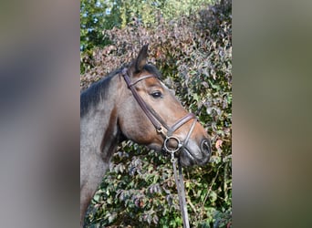 Holsteiner, Hongre, 7 Ans, 170 cm, Bai