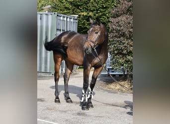 Holsteiner, Hongre, 7 Ans, 170 cm, Bai