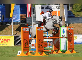 Holsteiner, Hongre, 7 Ans, 170 cm, Gris