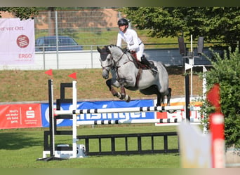 Holsteiner, Hongre, 7 Ans, 170 cm, Gris