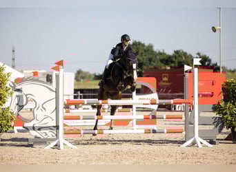 Holsteiner, Hongre, 7 Ans, 172 cm, Bai brun