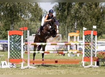 Holsteiner, Hongre, 7 Ans, 172 cm, Bai brun