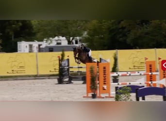 Holsteiner, Hongre, 7 Ans, 172 cm, Bai