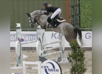 Holsteiner, Hongre, 7 Ans, 172 cm, Gris