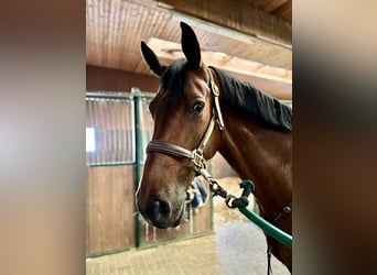 Holsteiner, Hongre, 7 Ans, 175 cm, Bai