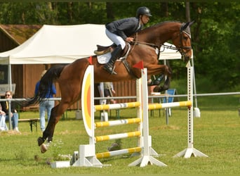 Holsteiner, Hongre, 7 Ans, 179 cm, Bai