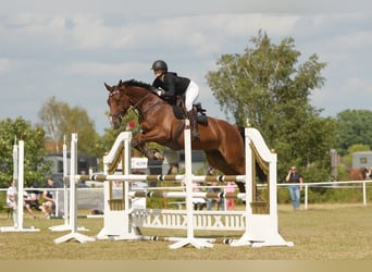 Holsteiner, Hongre, 7 Ans, 180 cm, Bai