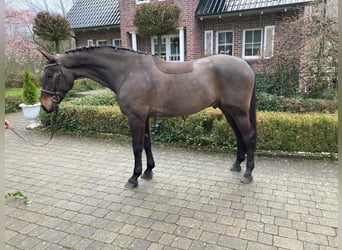 Holsteiner, Hongre, 7 Ans, Bai brun foncé