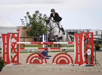 Holsteiner, Hongre, 8 Ans, 166 cm, Gris