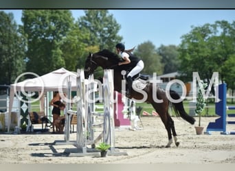 Holsteiner Croisé, Hongre, 8 Ans, 167 cm, Bai brun