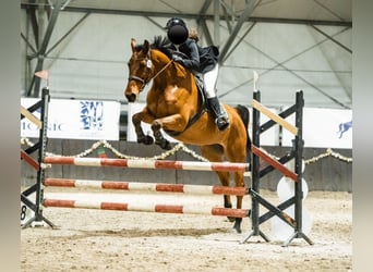 Holsteiner, Hongre, 8 Ans, 168 cm