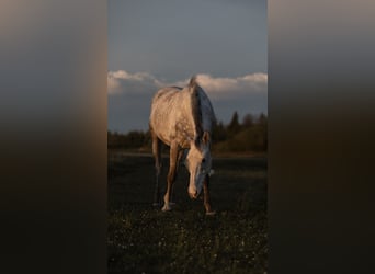 Holsteiner, Hongre, 8 Ans, 168 cm, Gris