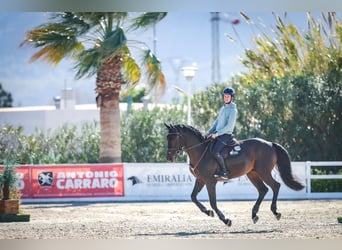 Holsteiner, Hongre, 8 Ans, 169 cm, Bai brun foncé