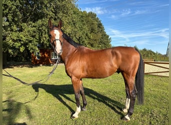 Holsteiner, Hongre, 8 Ans, 169 cm, Bai