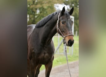 Holsteiner, Hongre, 8 Ans, 170 cm, Bai brun